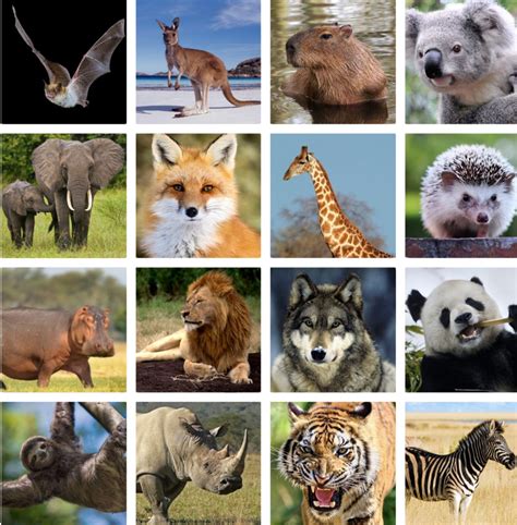 m4ufree mammals|842+ Free Mammals 4K & HD Stock Videos .